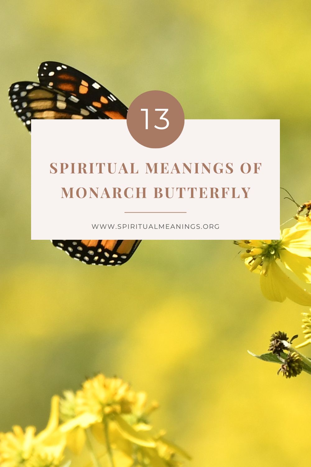Butterfly Meaning: Understanding the Symbolism of Butterflies