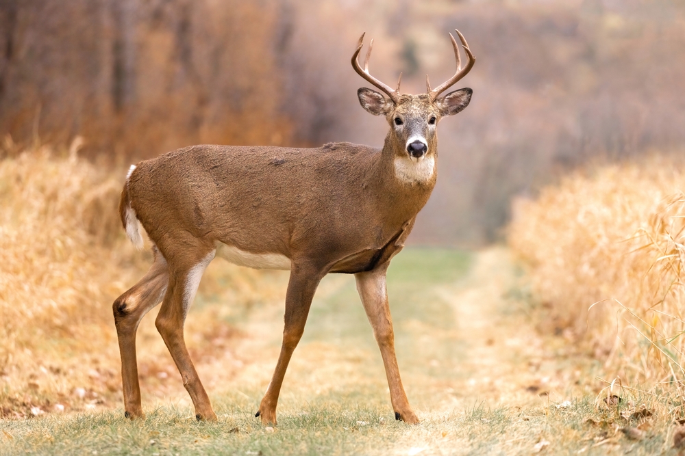 Deer spirit animal : Symbolism and meaning