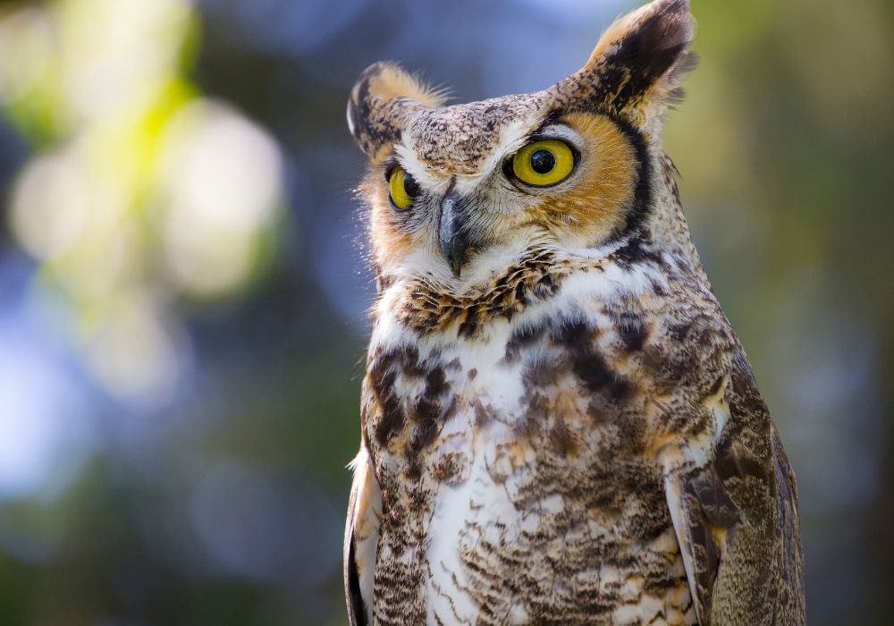 12 Spiritual Meanings of Seeing an Owl - SpiritualMeanings.org
