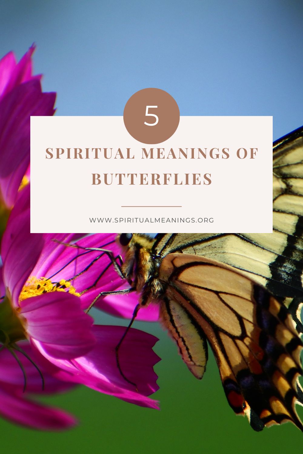 5 Spiritual Meaning Of Butterfly (Symbolism)