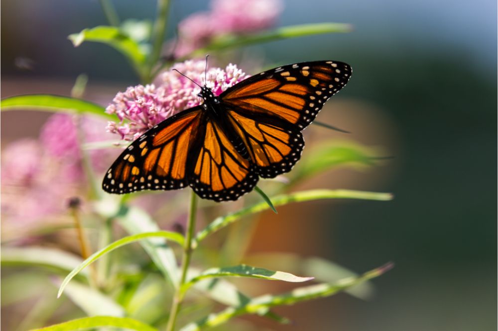 13 Spiritual Meanings of Monarch Butterfly (Symbolism)