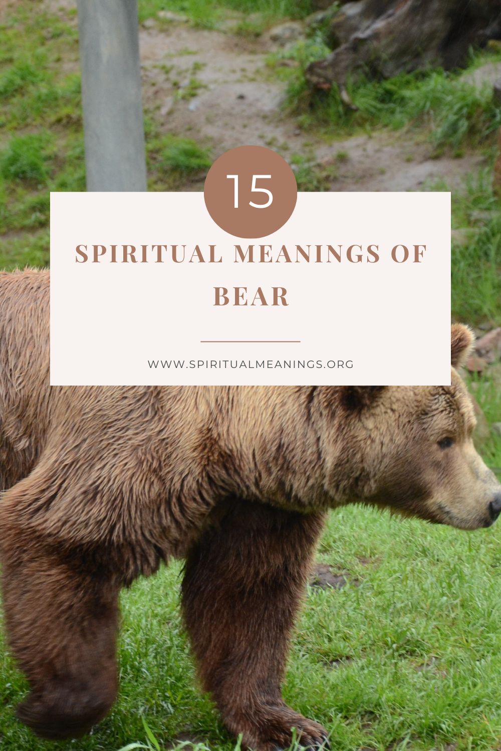 Sapphire Moon - 🐻 The Meaning of the Bear 🐻 Symbolism, in