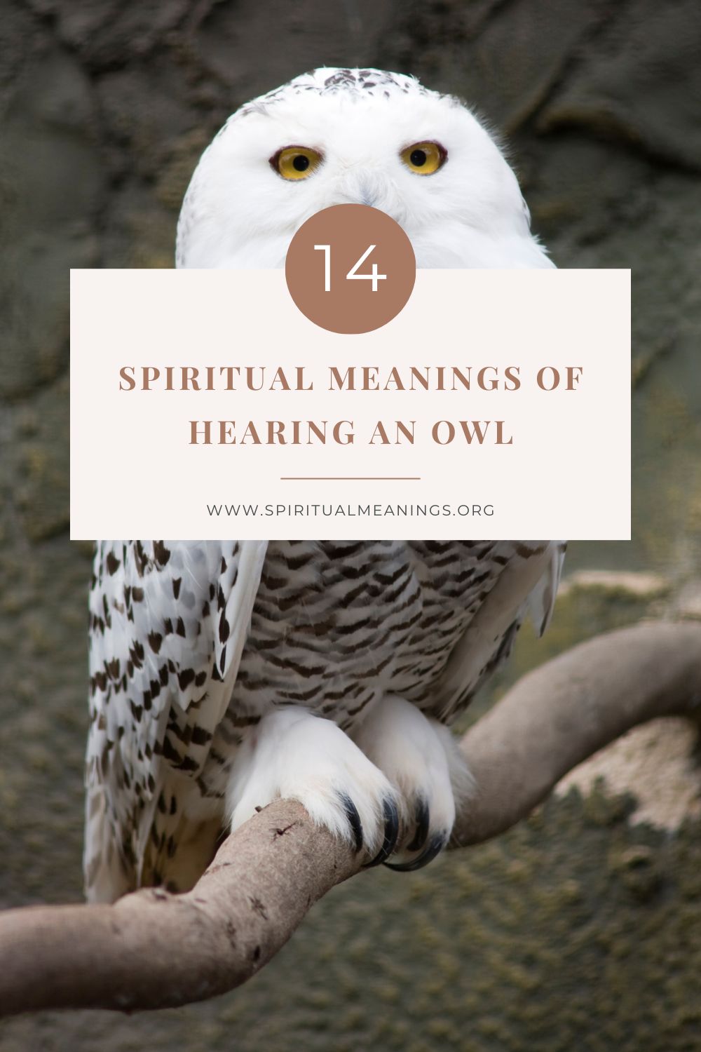 Hearing an Owl at Night Spiritual Meaning  