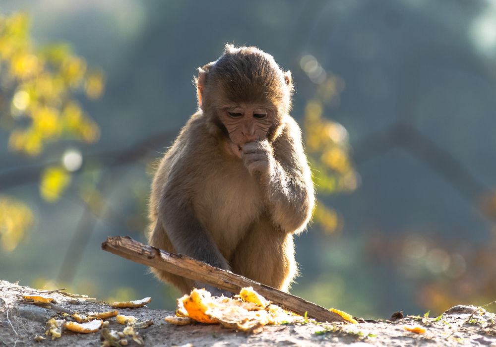 Chinese Zodiac Bracelet - Year of Monkey – niin