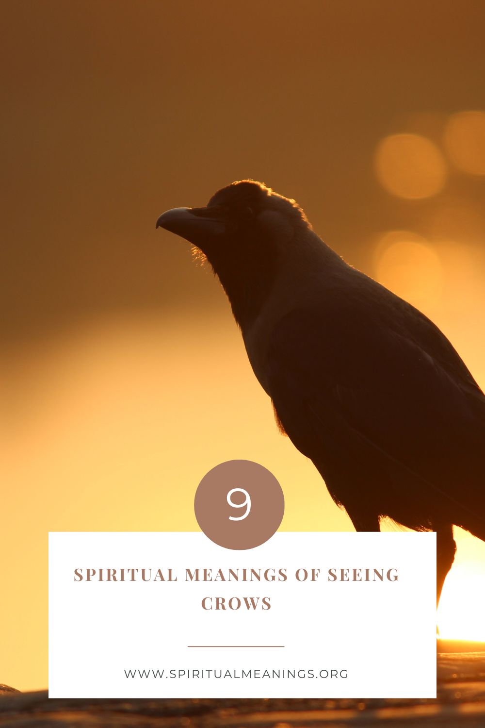 9 Spiritual Meanings of Seeing Crows