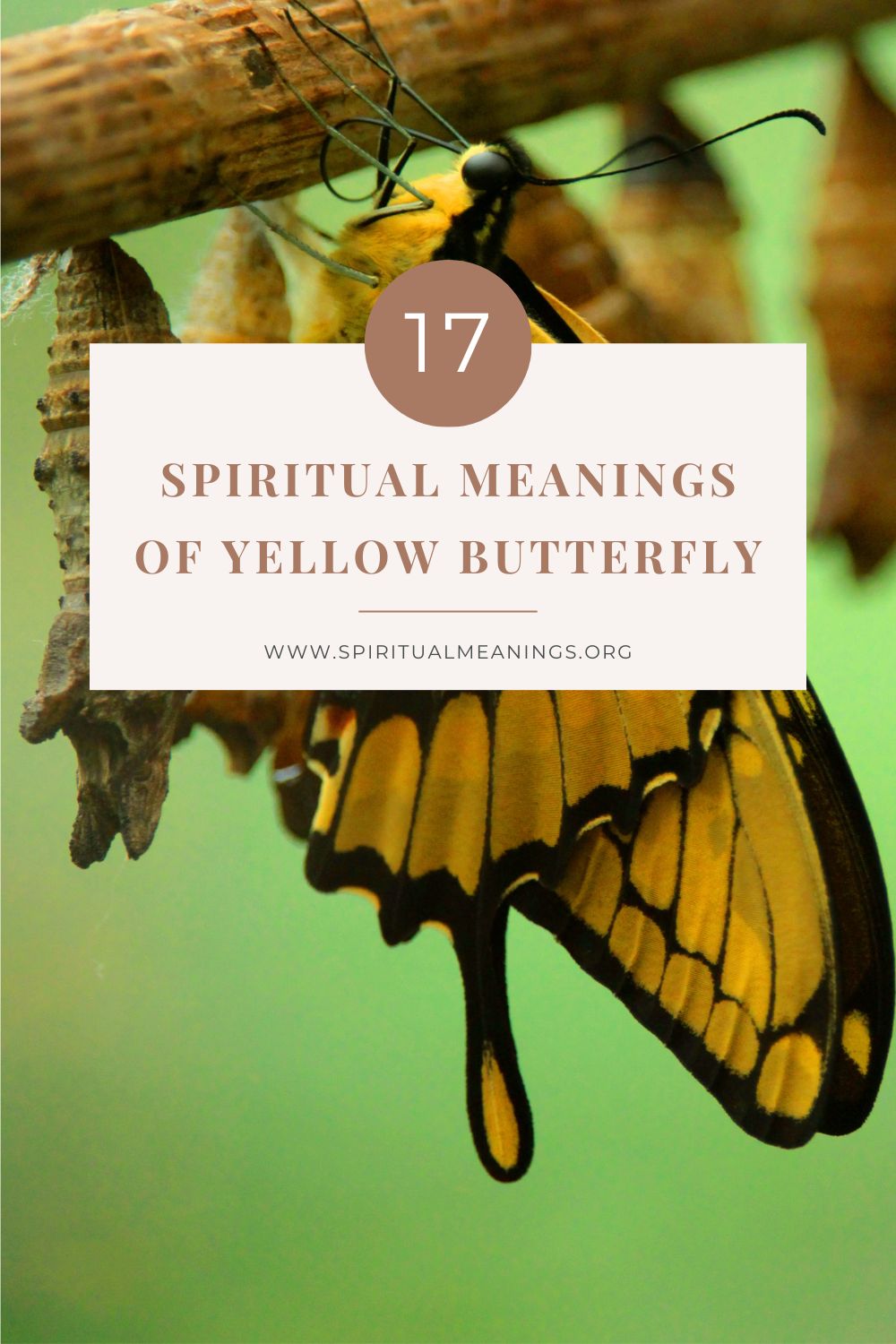 17 Spiritual Meanings of Yellow Butterfly - SpiritualMeanings.org