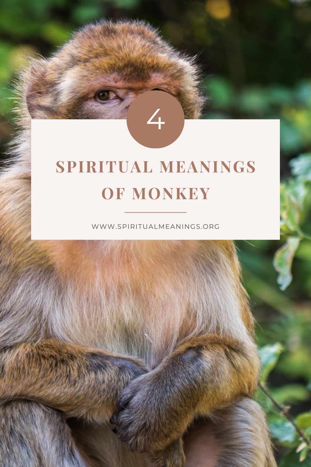 Monkey Spirit Animal - Symbolism and Meaning – Planet Charms