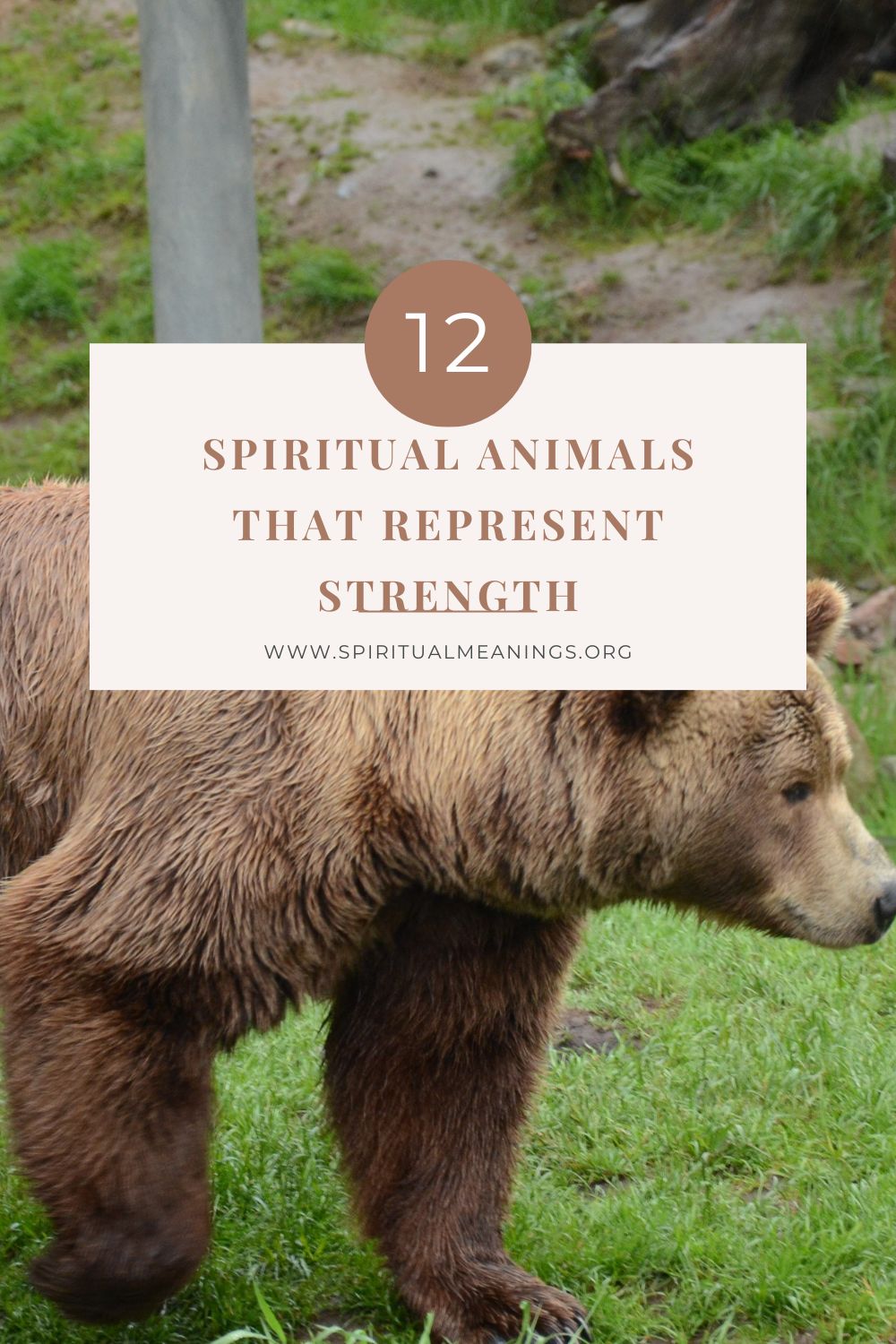 Bear - Meaning and Symbolism of Spirit Animal - Spirit Animals