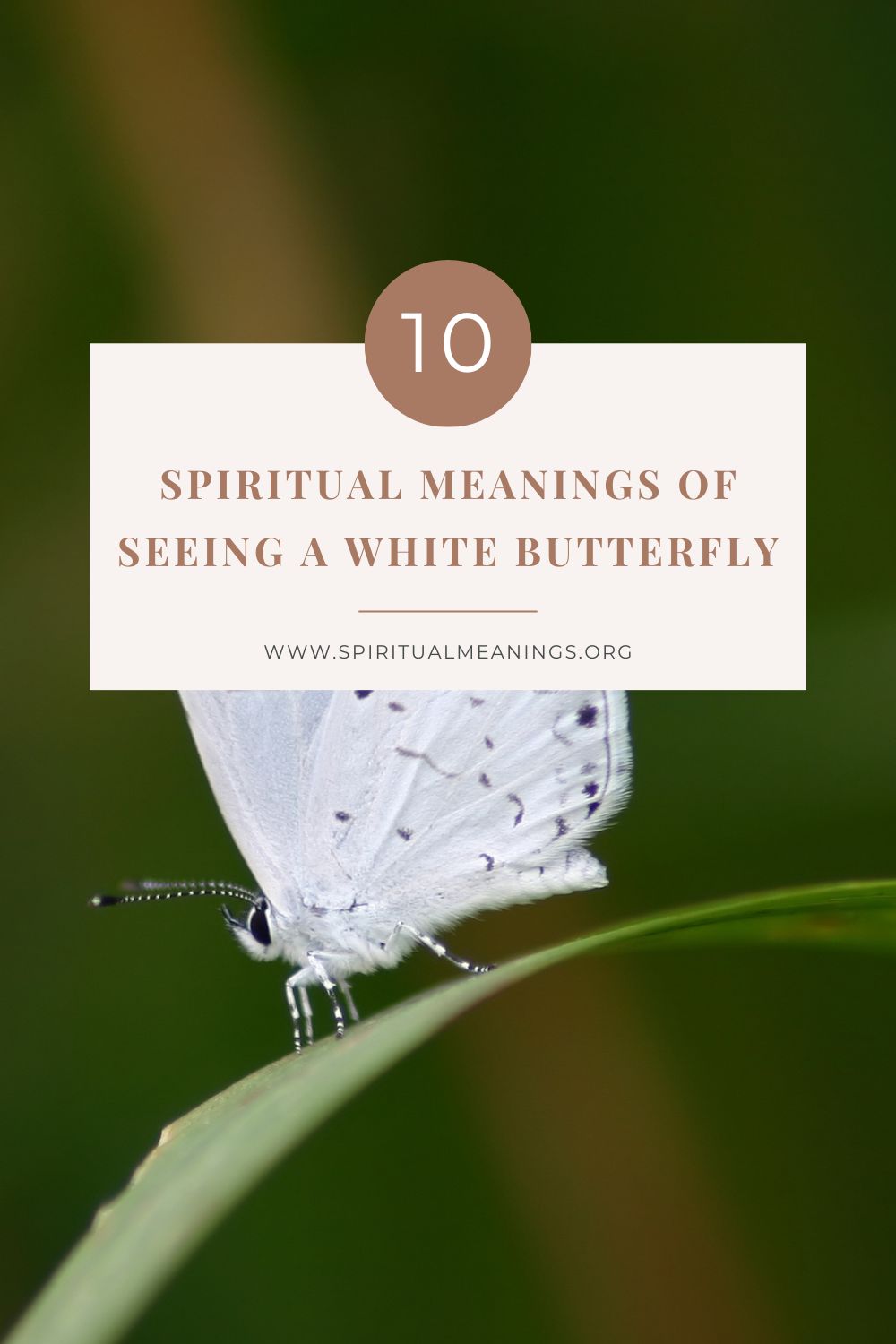 The Mystical Significance of White Butterflies: Unveiling Their Meaning and  Symbolism, by spiritualityfordailylife